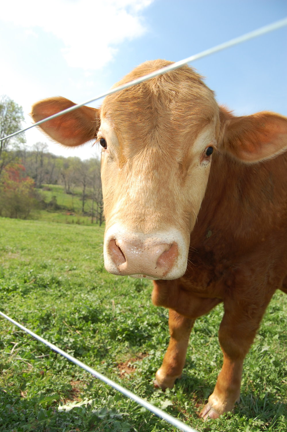Close-up of a curious brown calf in a green pasture, with a blurred background of trees and a blue sky. The calf's face is framed by a fence wire, highlighting its gentle features and inquisitive expression.