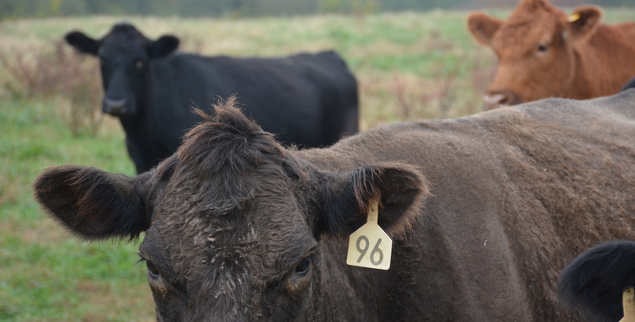 Close-up of a brown cow with ear tag number 96, surrounded by other cows in a green pasture, showcasing a rural farming environment.
