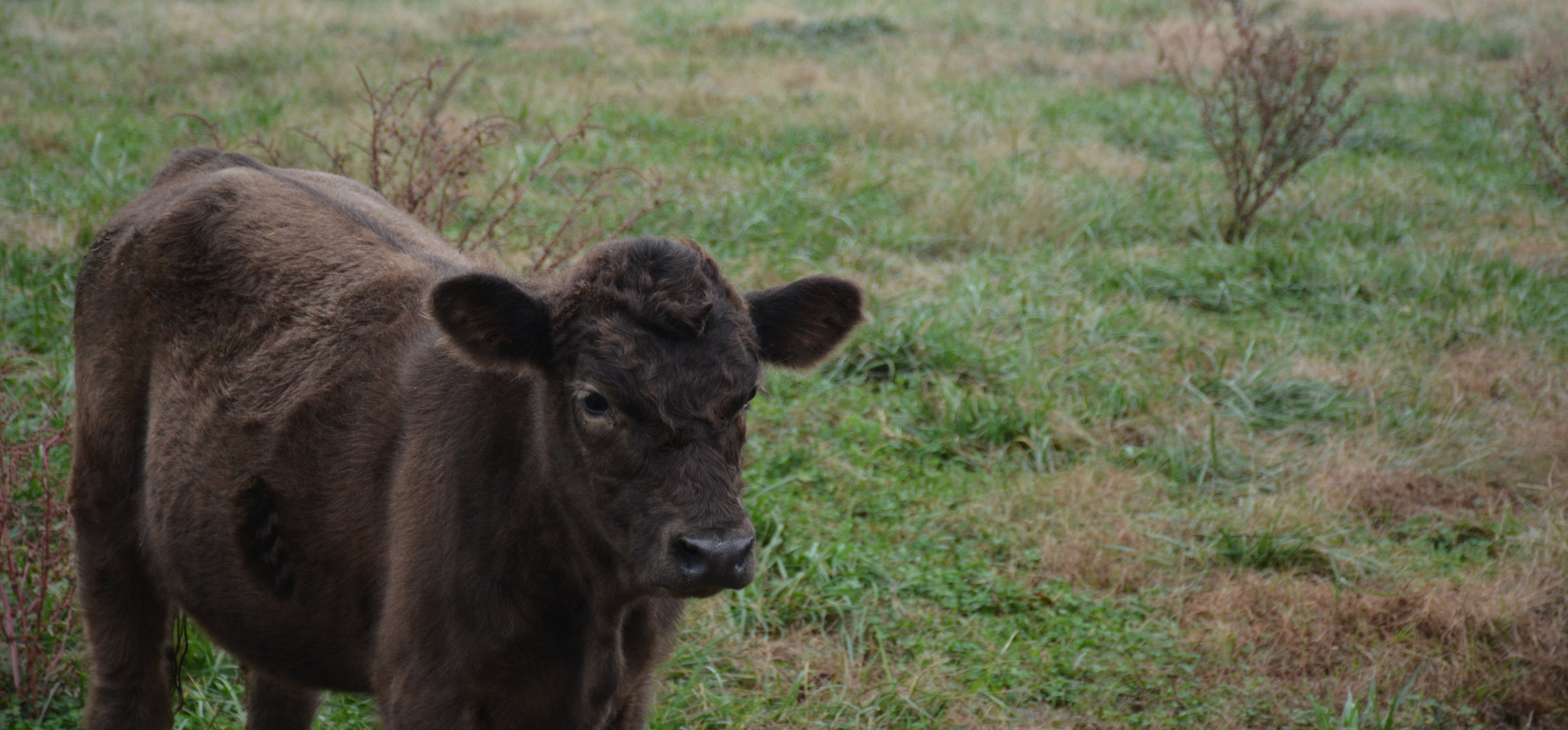 Young brown calf standing in a grassy field, surrounded by patches of dry grass and small shrubs, showcasing rural farm life.