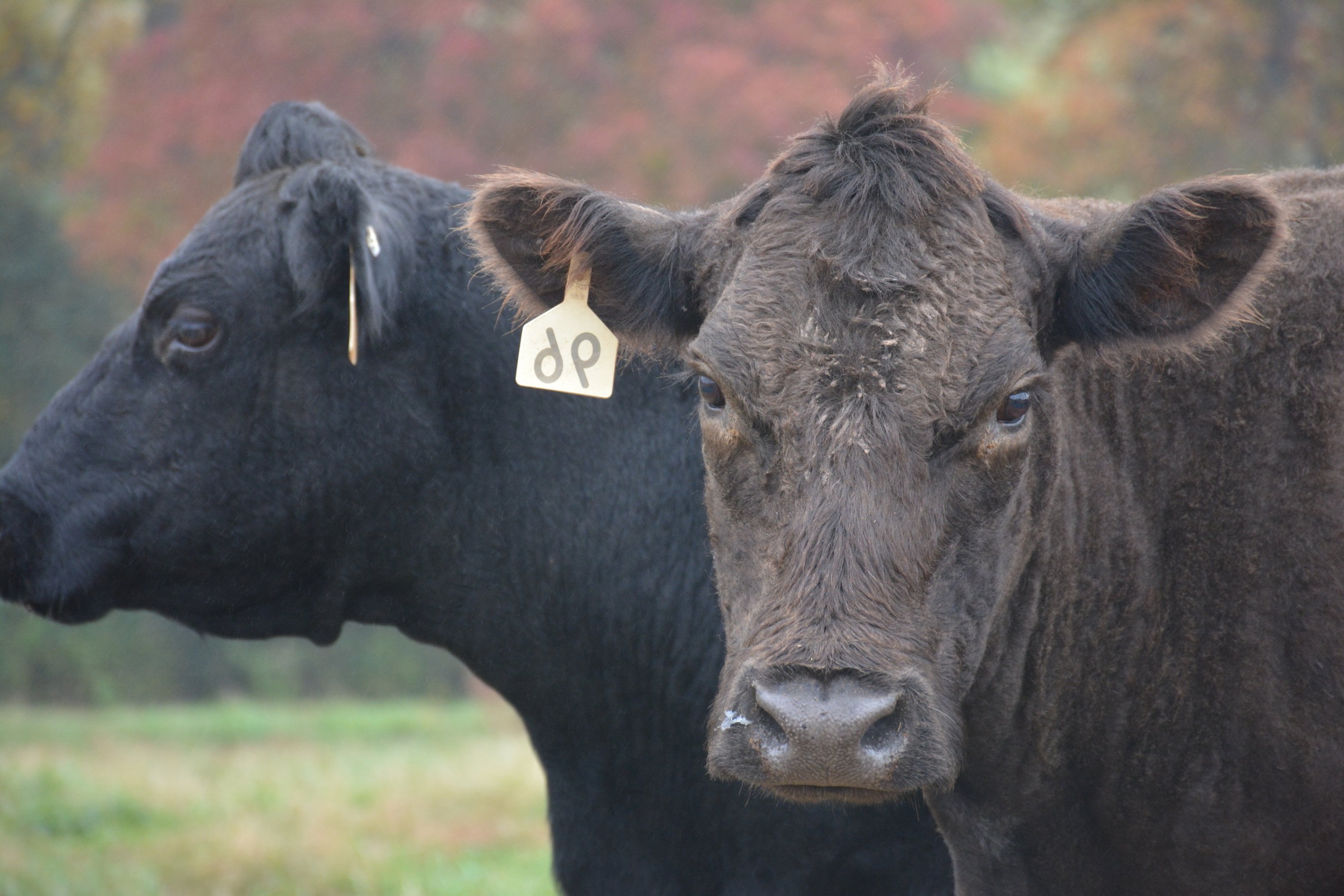 Two black cattle in a grassy field, with one cow prominently displaying an ear tag labeled "dp." The background features autumn foliage, creating a serene farm atmosphere.