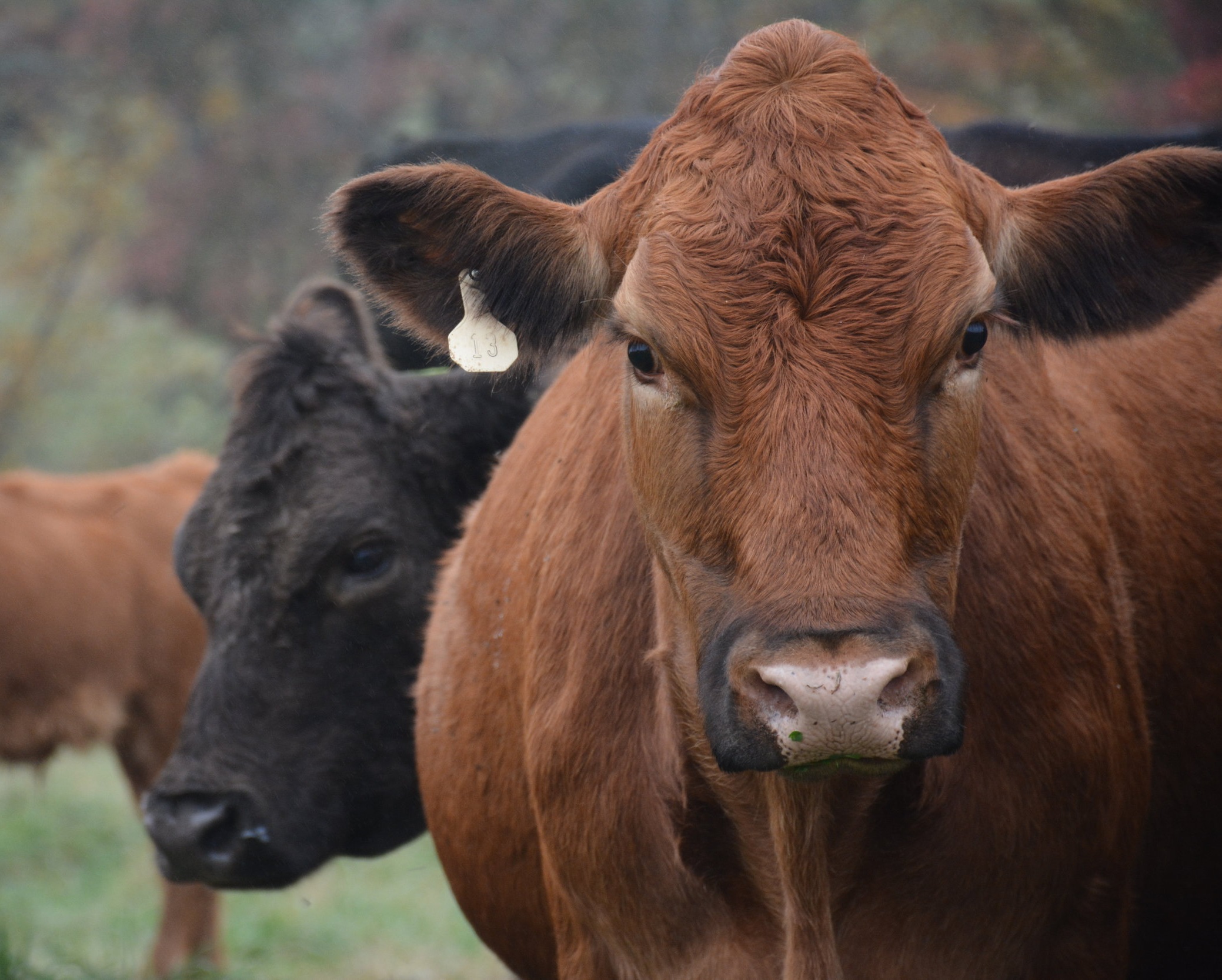 Close-up of a brown cow with an ear tag, standing in a field with a black cow in the background, showcasing rural farm life and livestock farming.
