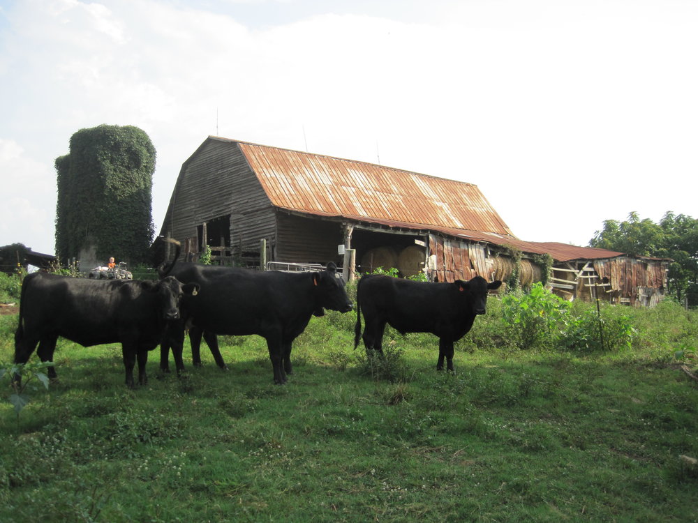 Black cows grazing in a grassy field near a rustic barn with a rusty roof, surrounded by green vegetation and a tree covered in vines.