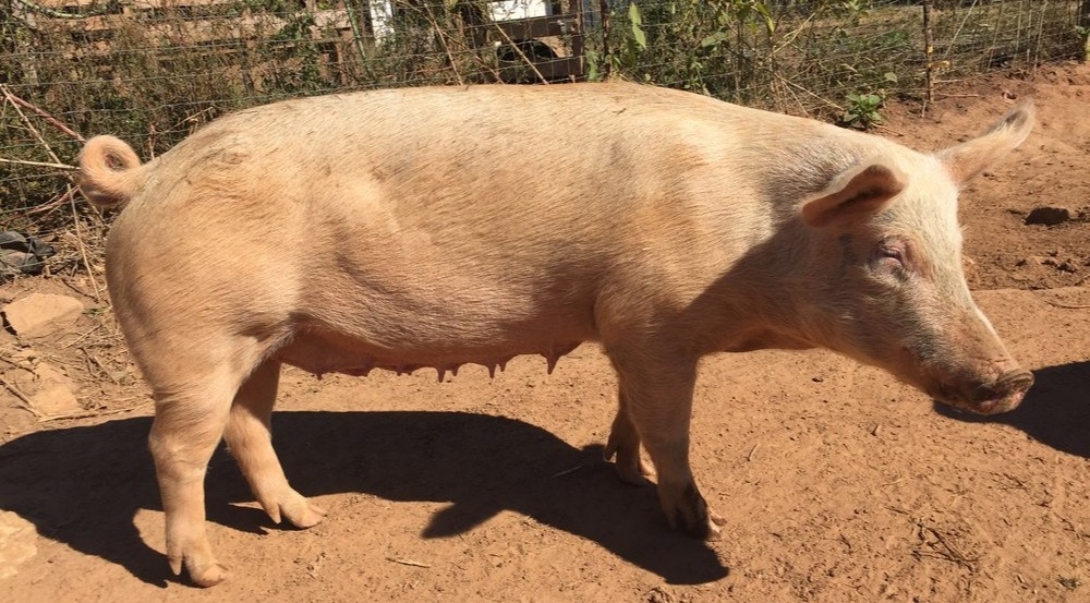 IMG_1593 A healthy pink pig standing on dry soil in a farm setting, showcasing its rounded body and curly tail, surrounded by a natural environment with greenery in the background.