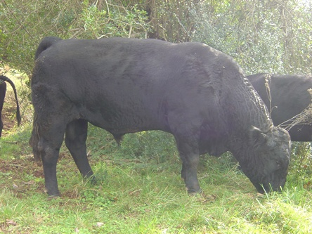 Black cow grazing in a grassy field surrounded by trees, showcasing a healthy and robust physique.
