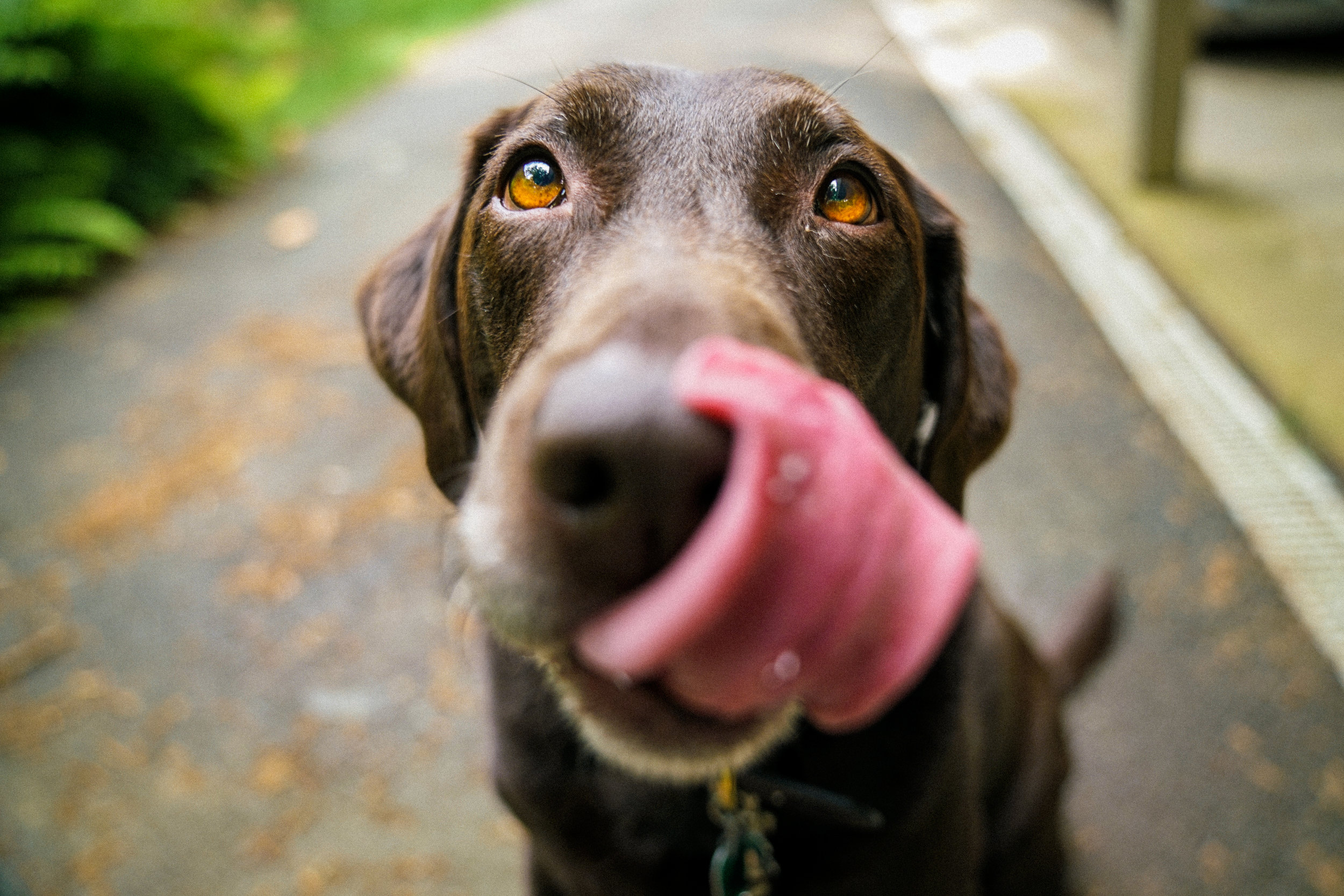 image-asset (1) Close-up of a chocolate Labrador retriever with bright amber eyes licking its nose, set against a blurred outdoor background showcasing a pathway lined with foliage.